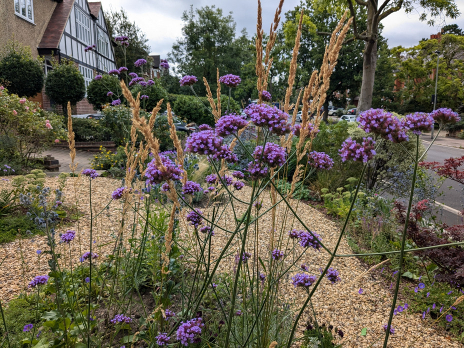 Tall verbena and Calamgrostis give a soft texture to planting