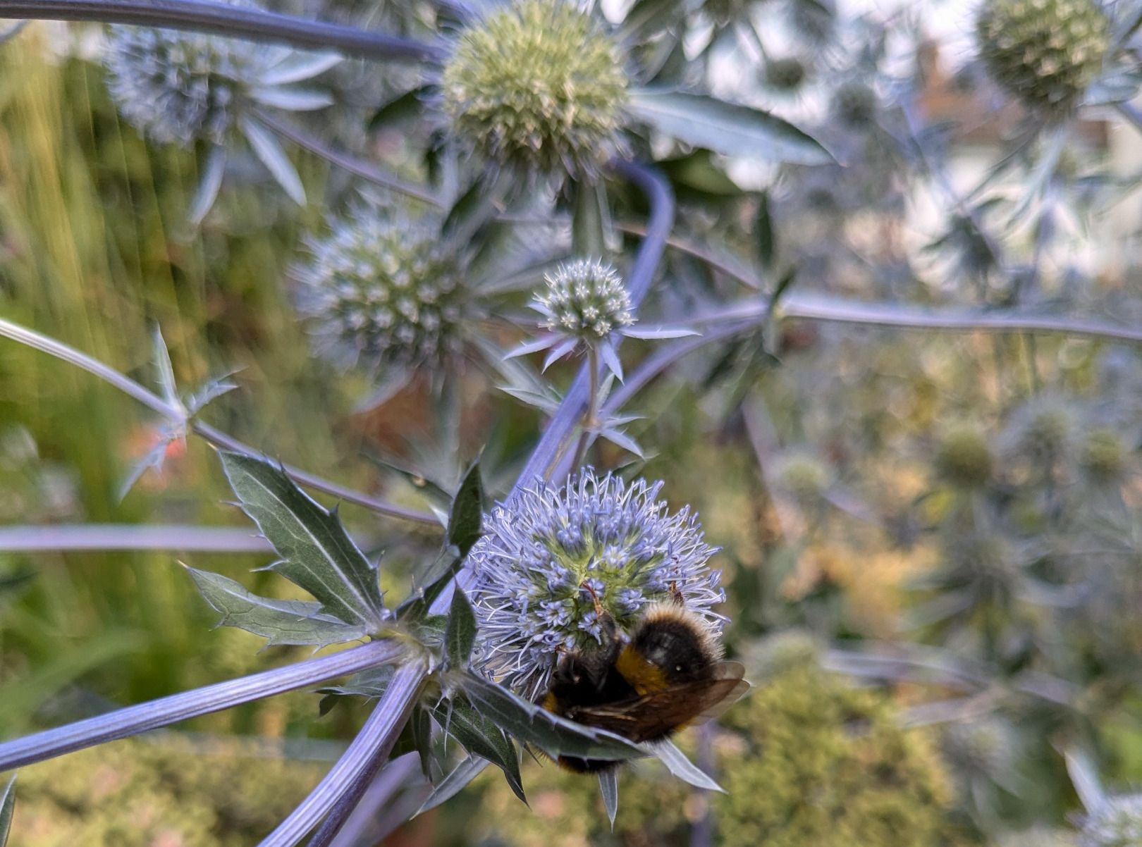 Bee on Eryngium planum