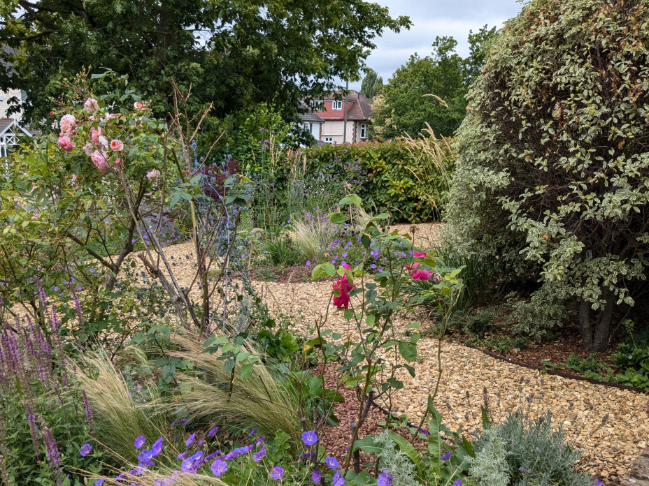 Romantic planting roses geraniums lavender