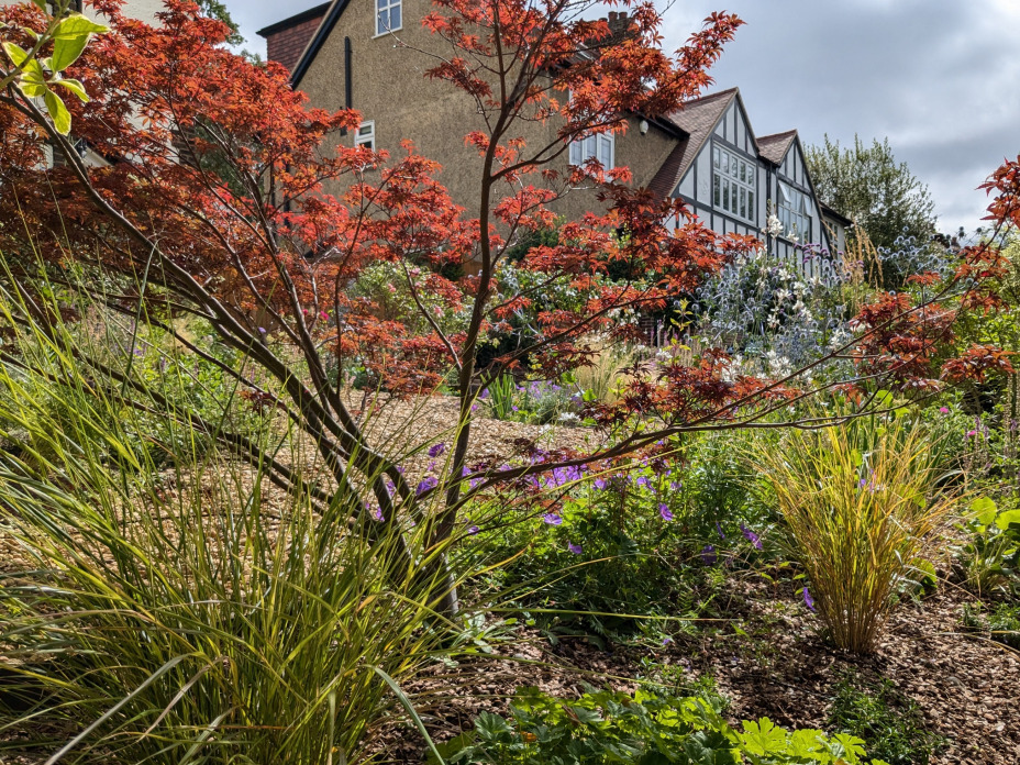 Acer planting focal point front garden