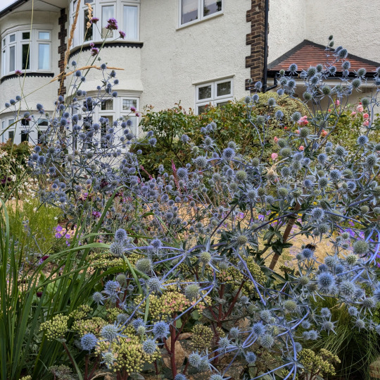 Bromley front garden design