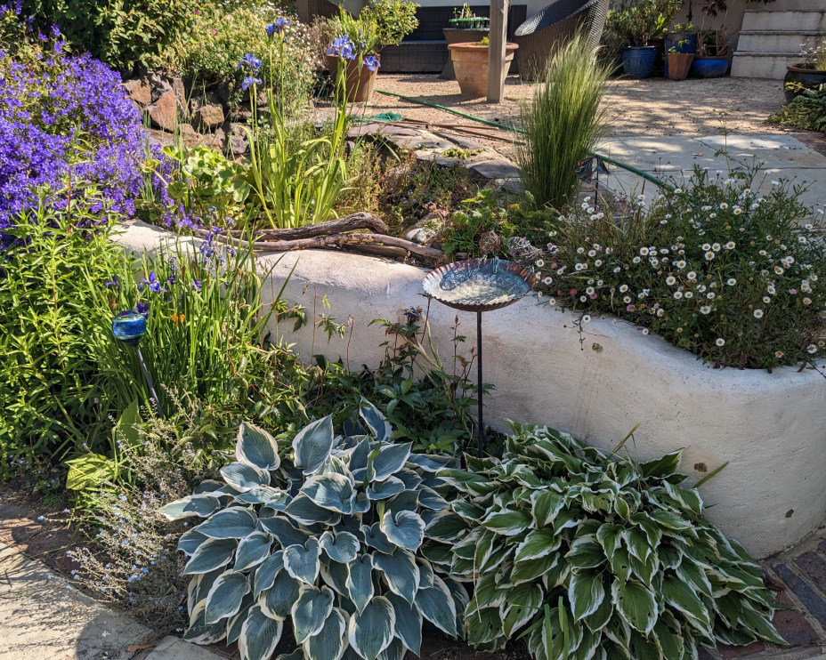 Pond with lush planting